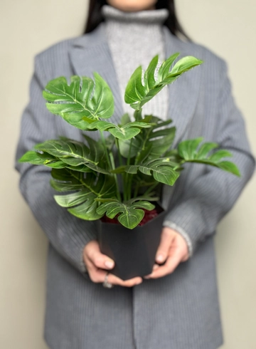 Монстера в кашпо  от интернет-магазина цветов в Ижевске