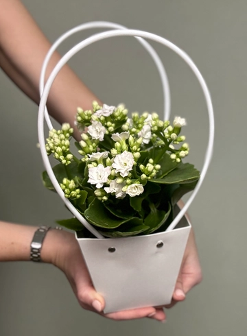 Каланхое в сумочке в 10 диаметре  от интернет-магазина цветов в Ижевске