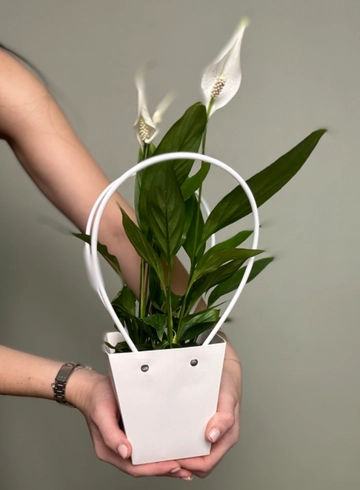 Спатифиллум в сумочке в 12/13 диаметре  от интернет-магазина цветов в Ижевске