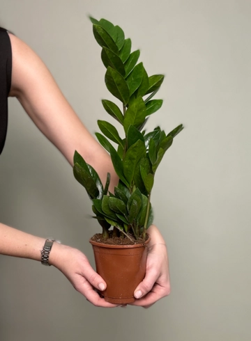 Замиокулькас в 12 диаметре  от интернет-магазина цветов в Ижевске