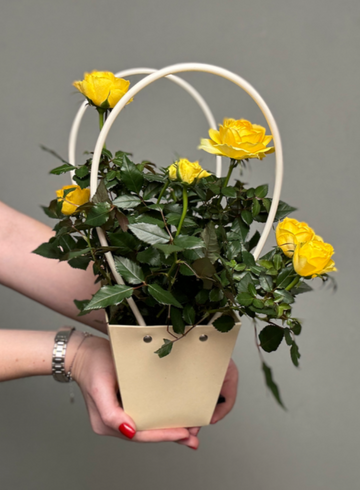 Роза Кордана микс в сумочке  от интернет-магазина цветов в Ижевске