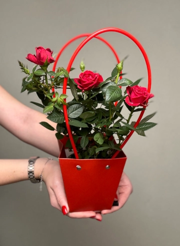 Роза Кордана микс в сумке от интернет-магазина цветов в Ижевске