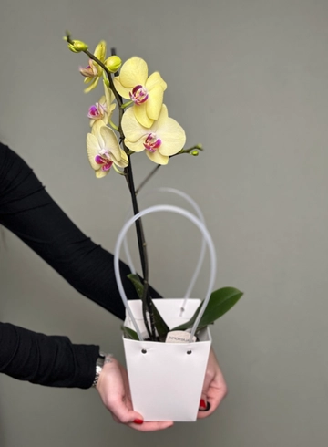 Орхидея Фаленопсис микс в сумочке в 12 диаметре  от интернет-магазина цветов в Ижевске
