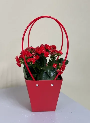 Каланхое в сумке в ассортименте от интернет-магазина цветов в Ижевске