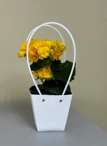 Бегония в сумке в ассортименте от интернет-магазина цветов в Ижевске