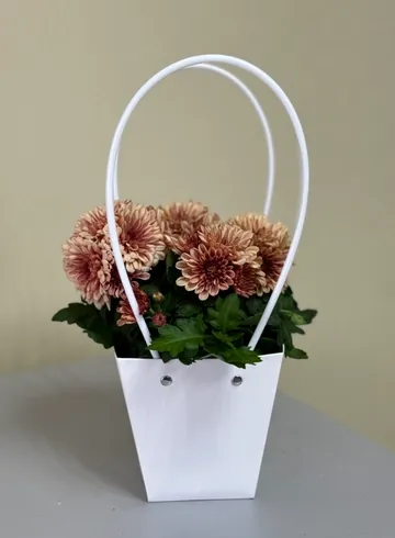 Хризантема кустовая в сумке в ассортименте от интернет-магазина цветов в Ижевске