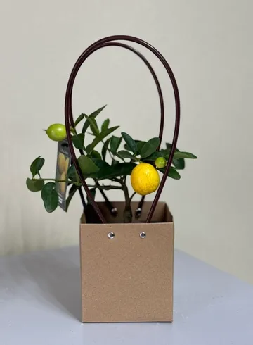 Цитрус в ассортименте в сумке от интернет-магазина цветов в Ижевске