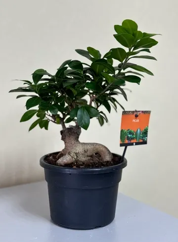 Фикус Гинзи от интернет-магазина цветов в Ижевске