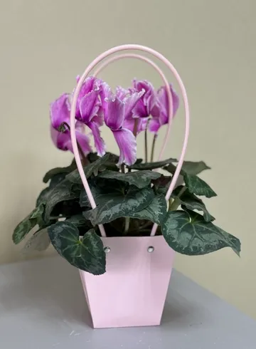 Цикламен в сумке в ассортименте от интернет-магазина цветов в Ижевске