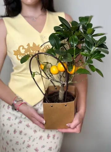 Цитрус в сумочке + топпер от интернет-магазина цветов в Ижевске
