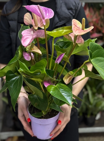 Антуриум сиреневый от интернет-магазина цветов в Ижевске