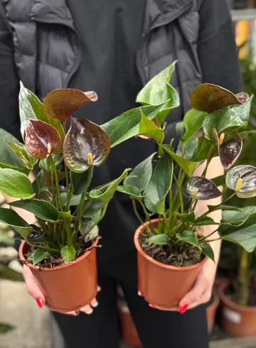 Шоколадный антуриум от интернет-магазина цветов в Ижевске