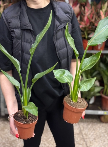 Стрелиция  от интернет-магазина цветов в Ижевске