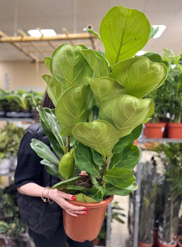 Фикус Бамбино (диаметр 21) от интернет-магазина цветов в Ижевске