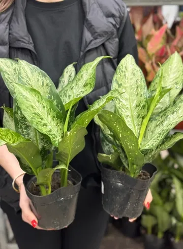 Аглаонема (16 диаметр) от интернет-магазина цветов в Ижевске