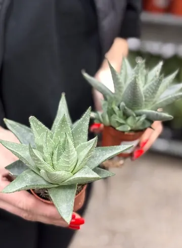 Хавортия от интернет-магазина цветов в Ижевске