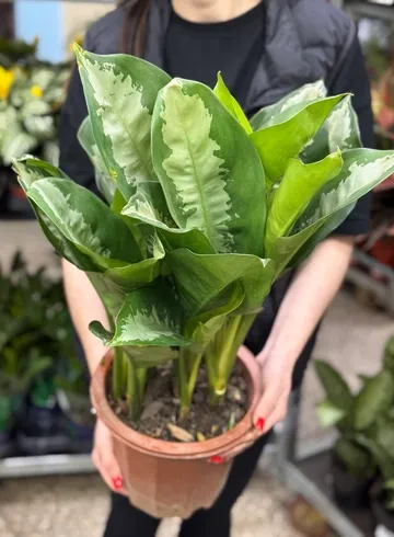 Аглаонема (диаметр 23) от интернет-магазина цветов в Ижевске