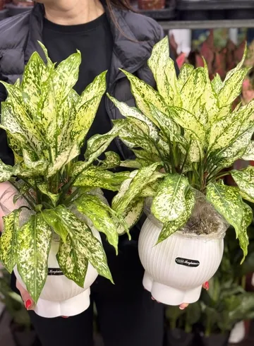 Аглаонема (диаметр 18) от интернет-магазина цветов в Ижевске