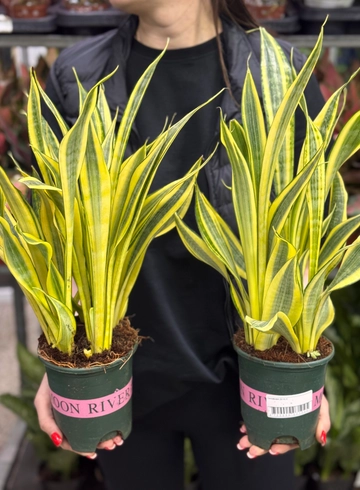 Сансевиерия (диаметр 14) от интернет-магазина цветов в Ижевске