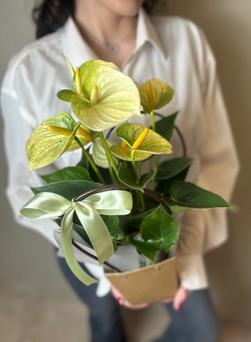 Антуриум в оформлении  от интернет-магазина цветов в Ижевске