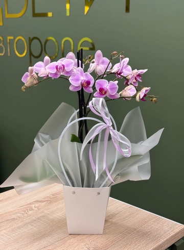 Орхидея Фаленопсис в сумочке  от интернет-магазина цветов в Ижевске