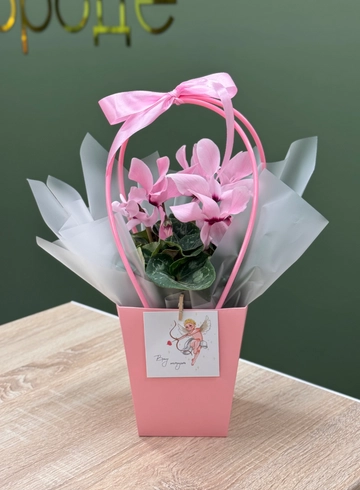 Цикламен розовый в сумочке с открыткой от интернет-магазина цветов в Ижевске