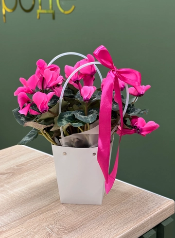 Цикламен розовый в сумочке  от интернет-магазина цветов в Ижевске