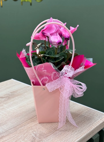 Цикламен розовый в сумочке  от интернет-магазина цветов в Ижевске