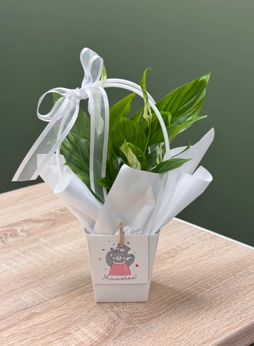 Спатифиллум в сумочке  от интернет-магазина цветов в Ижевске