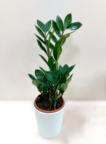 Замиокулкас &oslash;12 от интернет-магазина цветов в Ижевске