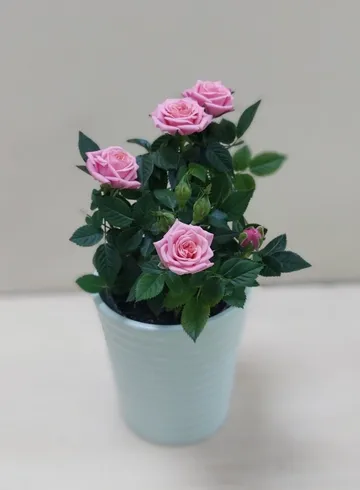 Роза Кордана &oslash;10 в ассортименте от интернет-магазина цветов в Ижевске