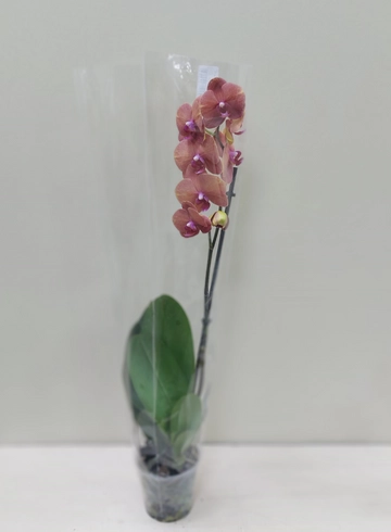 Орхидея Фаленопсис (d12) в ассортименте от интернет-магазина цветов в Ижевске