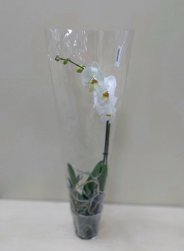 Орхидея Фаленопсис (d-12) в ассортименте от интернет-магазина цветов в Ижевске