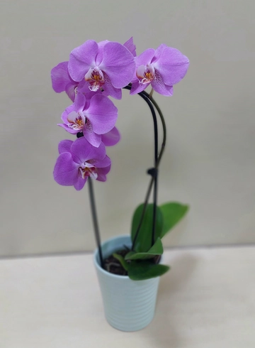 Орхидея Фаленопсис каскад &oslash;12 в ассортименте от интернет-магазина цветов в Ижевске