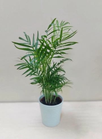 Хамедорея &oslash;12 от интернет-магазина цветов в Ижевске