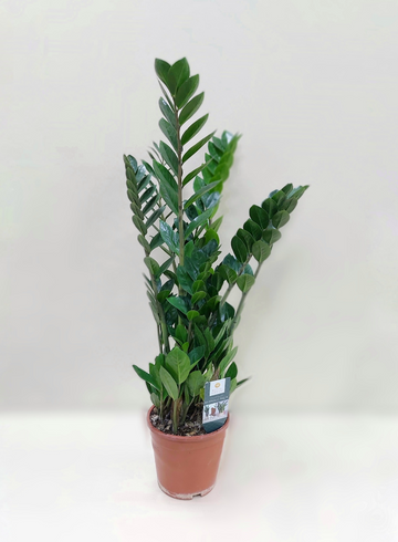 Замиокулькас &oslash;17 от интернет-магазина цветов в Ижевске