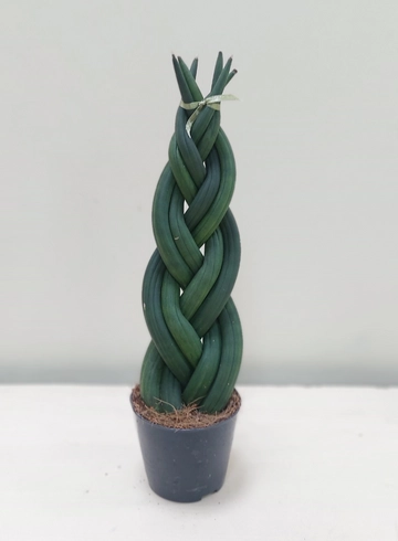 Сансевиерия переплетенная &oslash;9 от интернет-магазина цветов в Ижевске