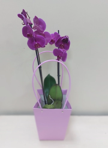 Орхидея Фаленопсис 2 стрелы &oslash;12 в сумочке в ассортименте  от интернет-магазина цветов в Ижевске
