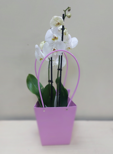 Орхидея Фаленопсис 2 стрелы &oslash;12 в сумочке от интернет-магазина цветов в Ижевске