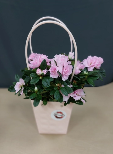 Азалия в оформлении  от интернет-магазина цветов в Ижевске