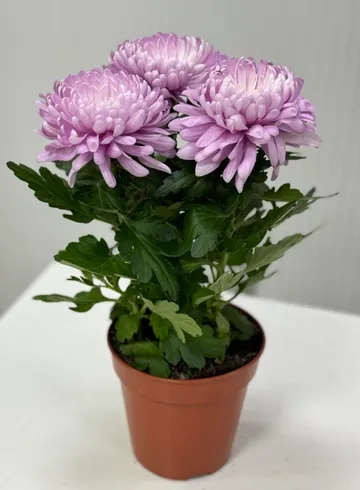 Хризантема одноголовая от интернет-магазина цветов в Ижевске