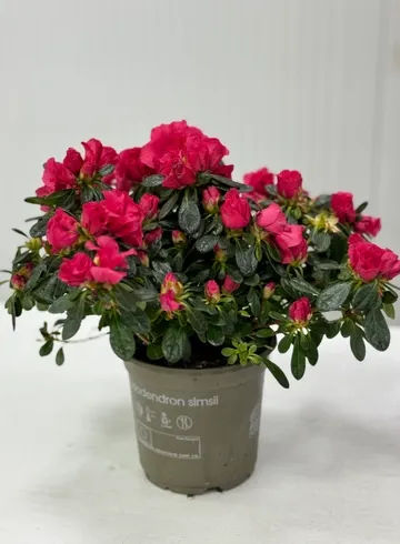 Азалия от интернет-магазина цветов в Ижевске