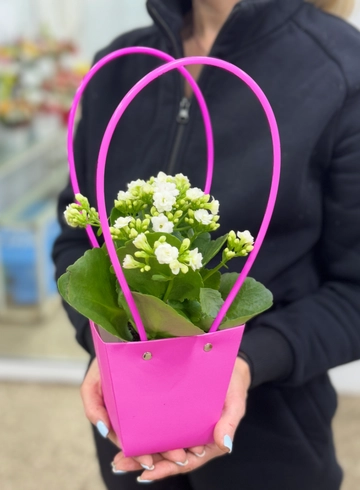 Каланхоэ в сумочке мини от интернет-магазина цветов в Ижевске