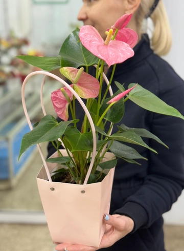 Антуриум в сумке в ассортименте  от интернет-магазина цветов в Ижевске