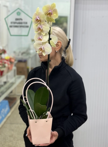 Орхидея Фаленопсис микс в сумке от интернет-магазина цветов в Ижевске