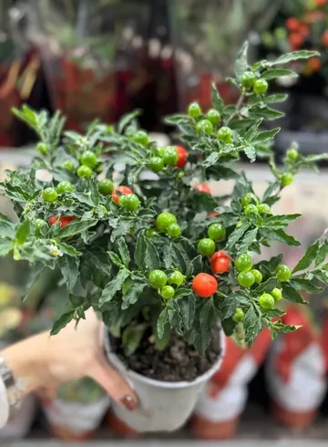 Паслен от интернет-магазина цветов в Ижевске