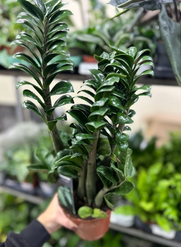 Замиокулькас ZENZI от интернет-магазина цветов в Ижевске