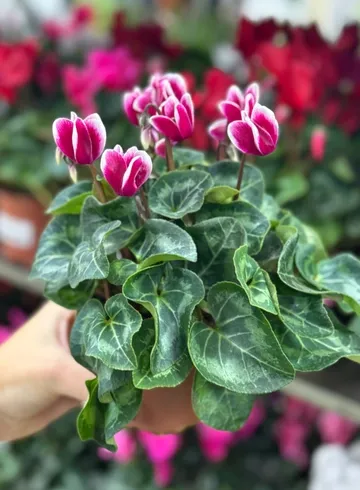 Цикламен от интернет-магазина цветов в Ижевске