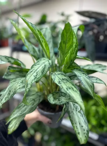 Аглаонема от интернет-магазина цветов в Ижевске