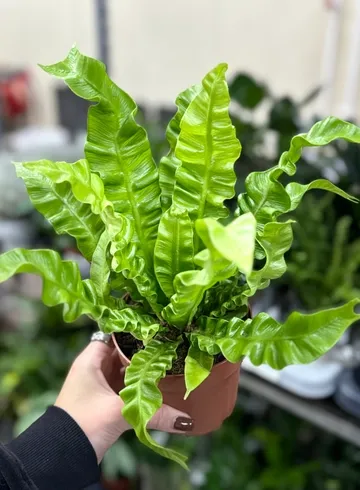 Асплениум от интернет-магазина цветов в Ижевске